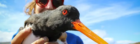 Woman holding an Oystercatcher