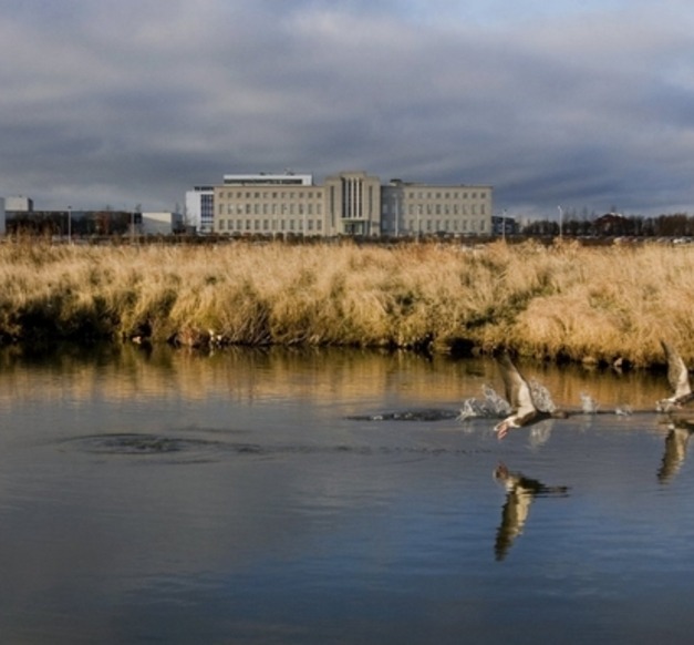 Geese on campus