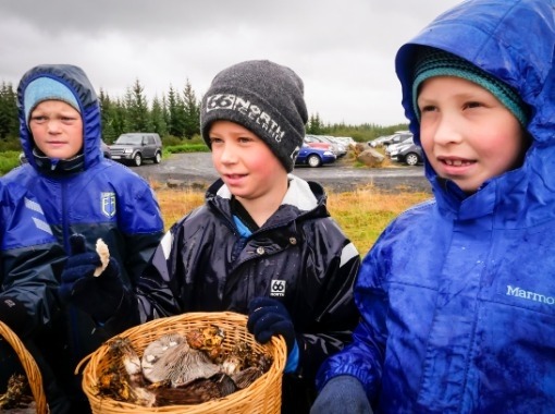 Gathering mushrooms in Heiðmörk