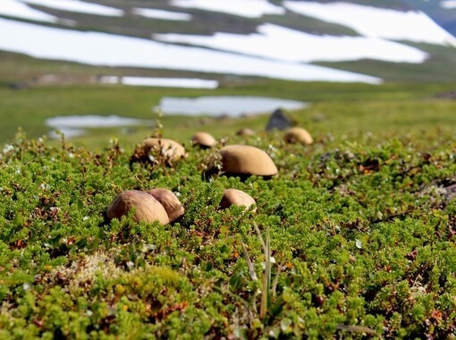Hiking trips with Science tips Gathering mushrooms in Heiðmörk
