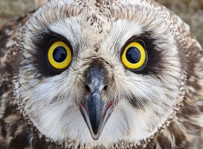 Short-eared Owl 