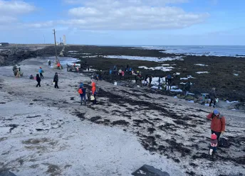 fjöruferð í gróttu