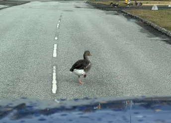 a goose walking in the street