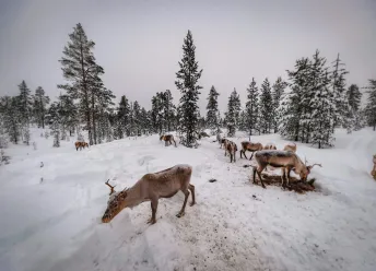 Reindeers