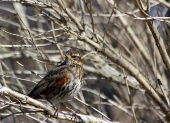A redwing sitting in a tree.