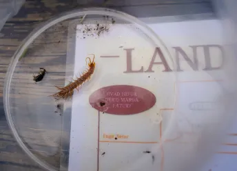 An insect in a container.