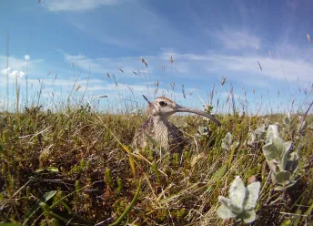 Whimbrel on the nest South Lowlands photo Camilo Carneiro