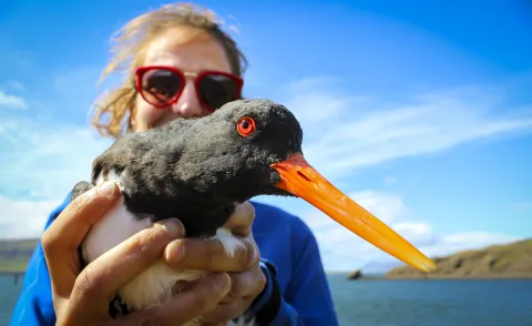 Woman holding an Oystercatcher