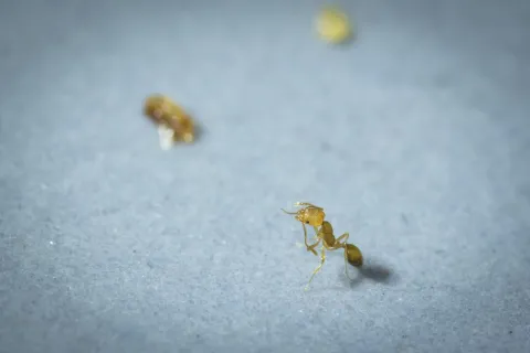 Pharaoh ants, Faraómaur