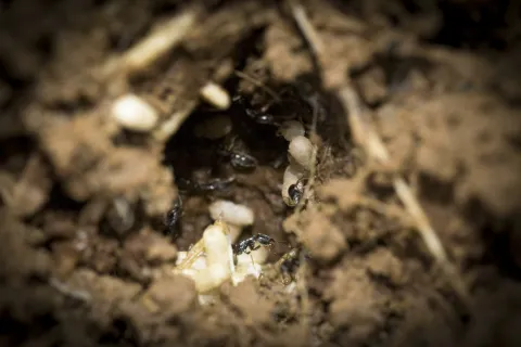Húsamaur, Ants