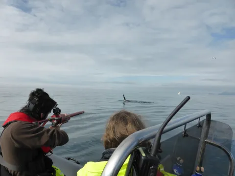 Filipa Samarra - Killer whale research
