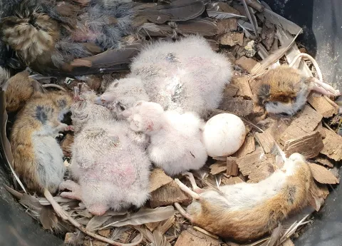 Owl nest