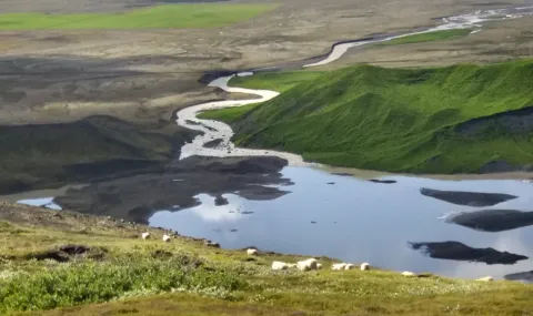 Sheep, sauðfé, kindur