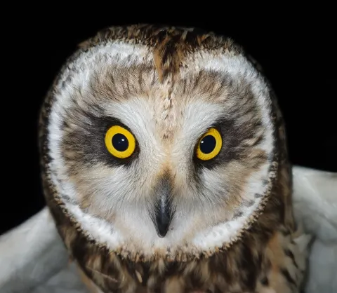 Ugla, Owl