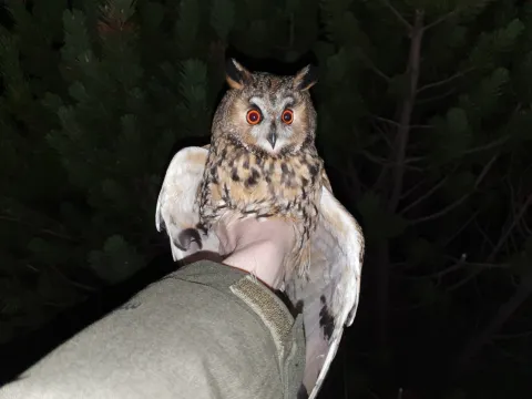 Owl