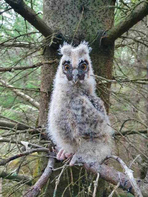 Owl