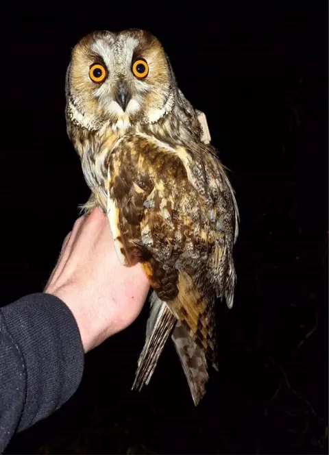 An owl with a gps transmitter. image/Gunnar Þór Hallgrímsson