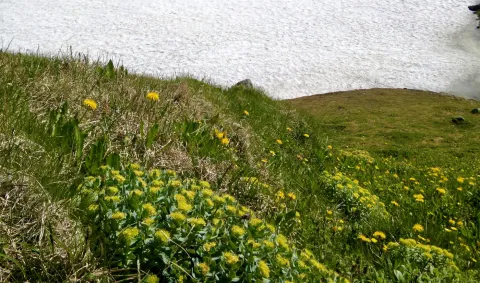 Arctic root (Rhodiola rosea)