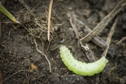 green worm