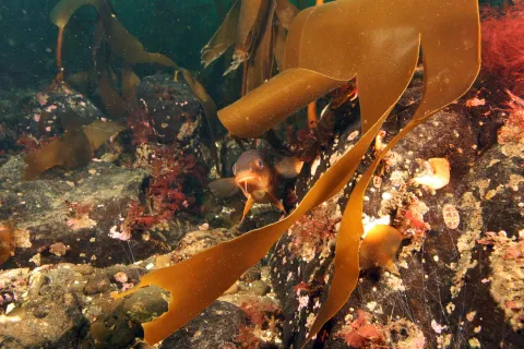 Seaweed on the bottom of the ocean