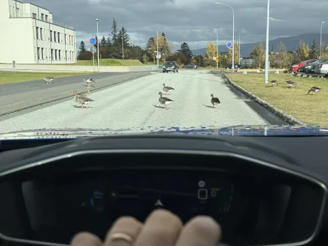 geese in the street - a human waiting in their car