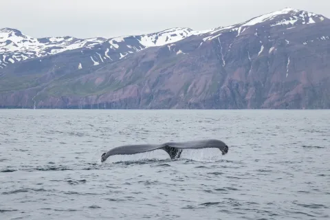 A blue whale shows its tail.