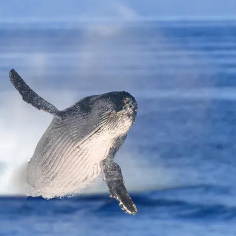 a whale jumping