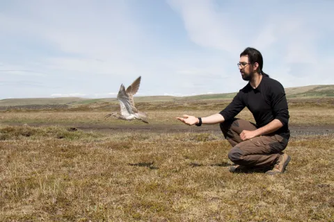 Camilo releasing a whimbrel_Triin Kaasiku