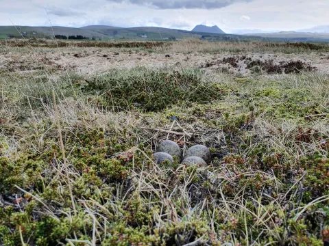 Whimbrel nest with Þríhyrningur on the background. PHOTO/Camilo Carneiro