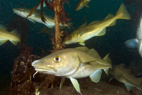 Cod