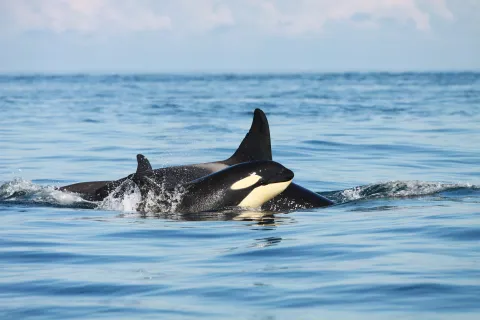 Pilot whales swimming around the Westmann Islands