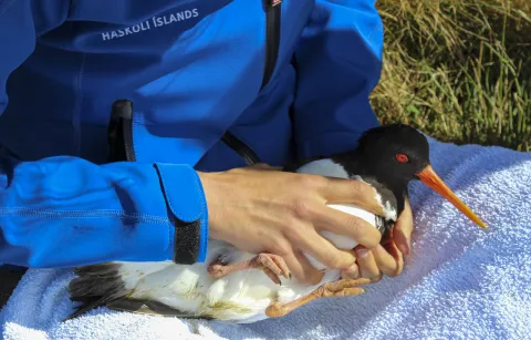 person holding a bird