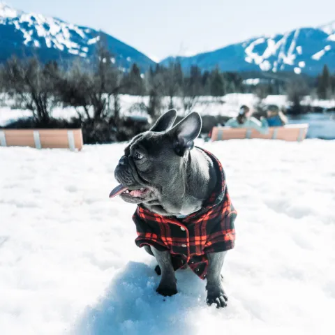 Pug in snow