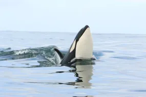 Killer whale (Orcinus orca) at sea surface