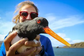 Woman holding an Oystercatcher