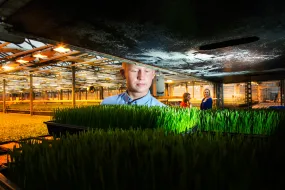 Student inspecting wheat grass