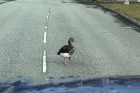 a goose walking in the street