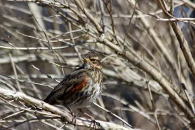 A redwing sitting in a tree.