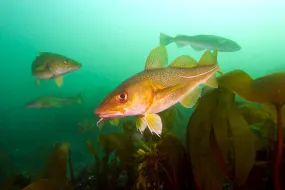 Cod swimming in the ocean
