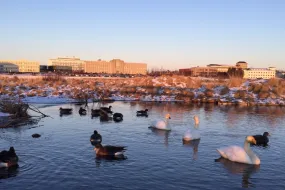 Swans and geese in Vatnsmýri in wintertime in Reykjavík. University of Iceland Main Building and nearby buildings in the background