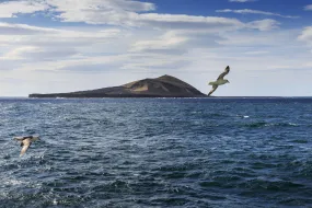 Surtsey. Seagulls flying above the sea