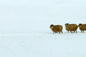 Sheep in the snow