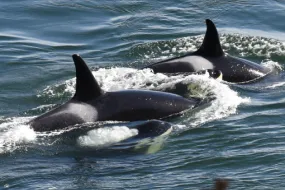 Killer whales in the sea