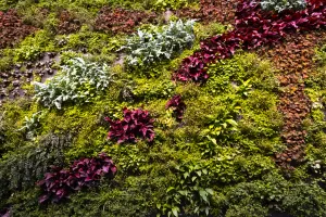 Plants in Gróska