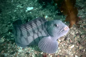 Catfish