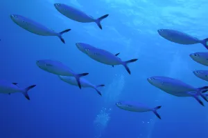 Tropical fishes