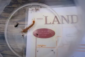 An insect in a container.