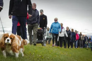 Dog in a leash. People in the background