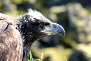 Eagle