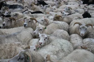 Sheep